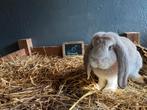 Franse hangoor mannelijk 4mnd zilver, Dieren en Toebehoren, Konijnen, Mannelijk, Groot, Hangoor