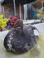 Drie prachtige tamme muskuseenden. 1 woerd en 2 vrouwtjes, Dieren en Toebehoren, Pluimvee, Meerdere dieren, Eend