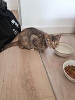 Lieve vrouwelijke huiskat, Dieren en Toebehoren, Katten en Kittens | Raskatten | Korthaar, Poes, Ontwormd, 0 tot 2 jaar