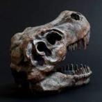 Dinosaurus Rex Tyrannosaurus Skull kop skelet biologie, Nieuw, Overige soorten, Ophalen of Verzenden, Schedel
