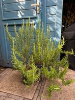Mooie grote rozemarijn plant ruim 80cm hoog, Tuin en Terras, Planten | Tuinplanten, Ophalen of Verzenden, Zomer, Overige soorten
