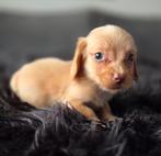 Te koop mooie langharige dwerg Teckel pups (tekkel), Dieren en Toebehoren, Honden | Teckels en Dashonden, CDV (hondenziekte), 8 tot 15 weken
