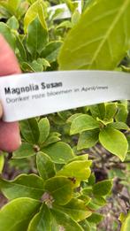 Magnolia susan zware planten grote kluit 29,95  op is op, Ophalen, Lente, Vaste plant, Halfschaduw