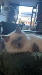 Siamees seal point/Ragdoll blue lynx kittens, Dieren en Toebehoren, Katten en Kittens | Overige Katten, Meerdere dieren, Langharig