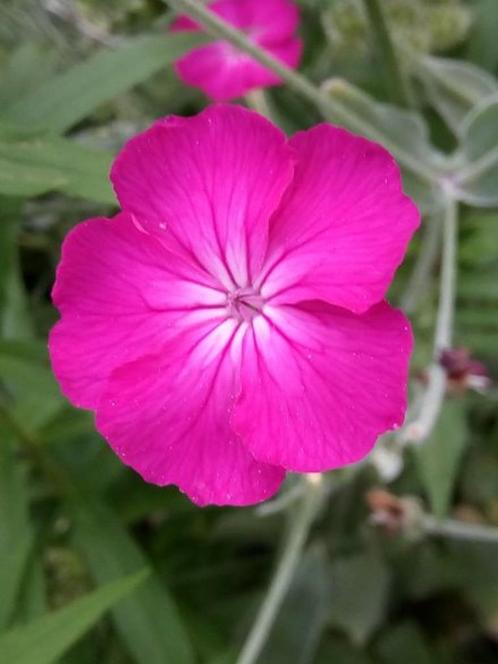 zaden Lychnis coronaria roze, Tuin en Terras, Bloembollen en Zaden, Zaad, Voorjaar, Volle zon, Verzenden