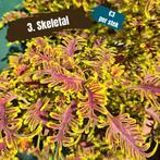Stekjes zeldzame siernetels (coleus), mooi als kamerplant, Huis en Inrichting, Kamerplanten, Overige soorten, Minder dan 100 cm