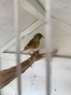 Bastaard putter, Dieren en Toebehoren, Vogels | Kanaries, Mannelijk, Bastaard