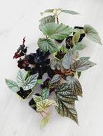 Diverse Begonias planten vanaf €5, Overige soorten, Minder dan 100 cm, Ophalen of Verzenden, Halfschaduw