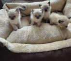 Kittens, Dieren en Toebehoren, Katten en Kittens | Raskatten | Korthaar, Gechipt