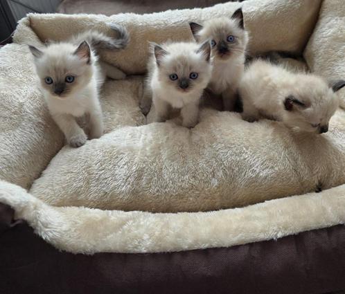Kittens, Dieren en Toebehoren, Katten en Kittens | Raskatten | Korthaar, Gechipt, Ingeënt