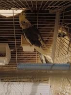 parkiet, Dieren en Toebehoren, Vogels | Parkieten en Papegaaien, Mannelijk, Parkiet