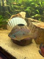 Rode Acara, Vis, Zoetwatervis