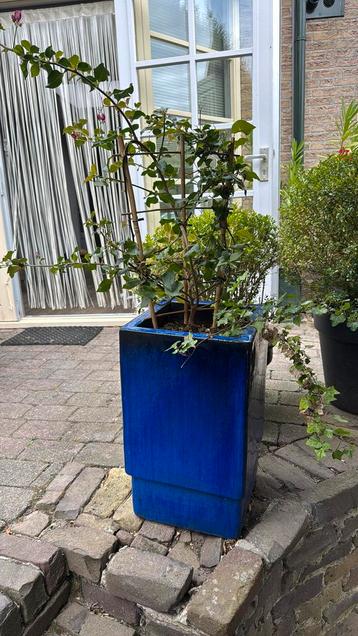 Plantenbak geglazuurd blauw beschikbaar voor biedingen