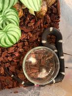 0.1 tricolor haakneus Visuele hypo e, Dieren en Toebehoren, Reptielen en Amfibieën, Amfibie, Tam, 3 tot 6 jaar