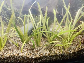 Aquarium voorgrond plantje, flink veel stekjes!  beschikbaar voor biedingen