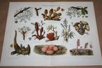 Antieke kleurenlitho - Parasitaire planten e.d. - Ca 1900, Antiek en Kunst, Kunst | Litho's en Zeefdrukken, Ophalen of Verzenden