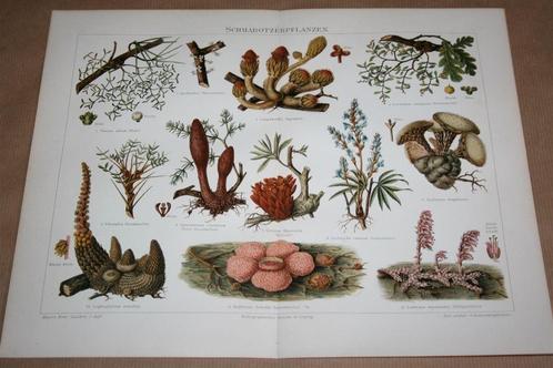 Antieke kleurenlitho - Parasitaire planten e.d. - Ca 1900, Antiek en Kunst, Kunst | Litho's en Zeefdrukken, Ophalen of Verzenden