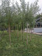 Knotwilgen, Tuin en Terras, Planten | Bomen, Bloeit niet, Overige soorten, 250 tot 400 cm, Ophalen