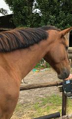 Gezocht: Eigen beheer plek voor paarden (huur / koop / huurk, Dieren en Toebehoren, Stalling en Weidegang
