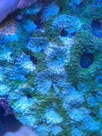 Acanthastrea echinata (half), Dieren en Toebehoren, Overige typen, Zoutwatervis