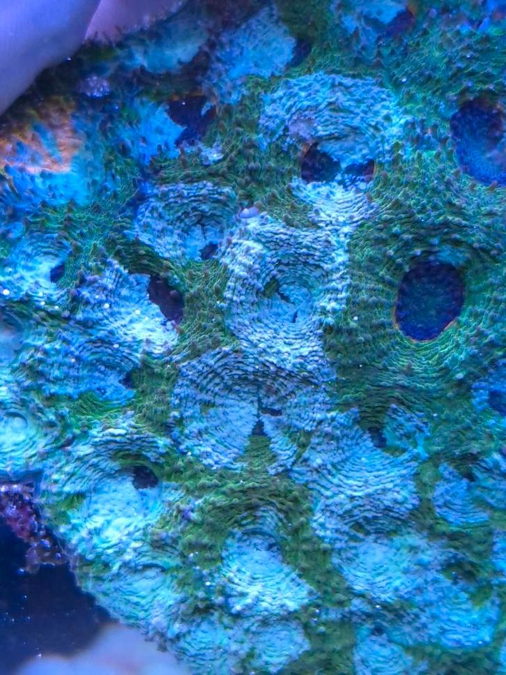 Acanthastrea echinata (half), Dieren en Toebehoren, Vissen | Aquariumvissen, Zoutwatervis, Overige typen
