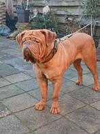 Bordeauxdog, Dieren en Toebehoren, Rabiës (hondsdolheid), Overige rassen, Teef, Eén hond