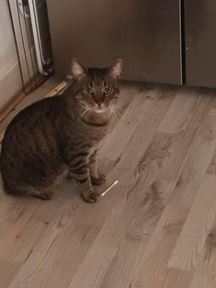 Choco (kater) wegeven (3 jaar), Dieren en Toebehoren, Katten en Kittens | Raskatten | Langhaar, Kater