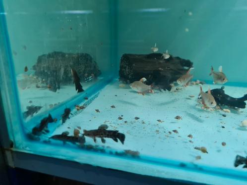 Kwi kwi meervallen, Hoplosternum Thoracatum, pantsermeerval, Dieren en Toebehoren, Vissen | Aquariumvissen, Zoetwatervis, Vis