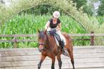 Talentvolle 8 jarige dressuurmerrie, Merrie, Gechipt, Dressuurpaard, L