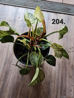 Philodendron birkin, kamerplant, Ophalen of Verzenden, Overige soorten, Minder dan 100 cm