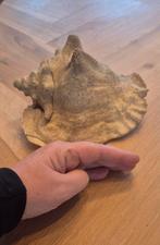 Groot Fossiel Schelp, Verzenden