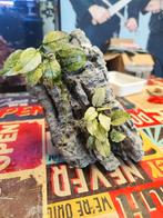 Seiryu steen met planten..... Soort in overleg., Dieren en Toebehoren, Ophalen of Verzenden, Zo goed als nieuw, Plant(en), Steen of Hout