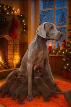 Puppy's uit liefdes nestje (Weimaraner * kruising Aussie), Overige rassen, CDV (hondenziekte), 8 tot 15 weken, Meerdere