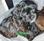 Poedel toy ×boomer (3 reutjes over)klaar voor verhuizen, Dieren en Toebehoren, Honden | Chihuahua's en Gezelschapshonden, Poedel