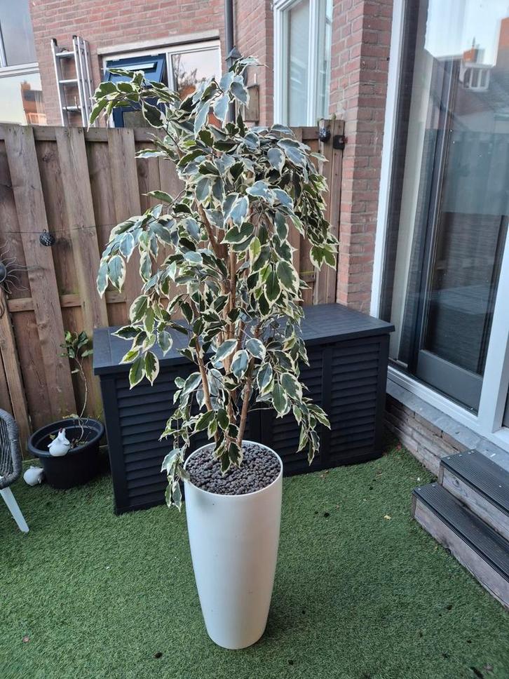 Neppe Grote Kamerplant - Ficus 180cm, Huis en Inrichting, Kamerplanten, Ficus, 150 tot 200 cm, Halfschaduw, Ophalen