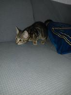 Kittens zoeken gouden nest, Dieren en Toebehoren, Katten en Kittens | Overige Katten, Meerdere dieren