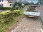 GROEN Sedum in uw tuin als groenblijvende bodembedekking, Bodembedekkers, Volle zon, Vaste plant, Ophalen of Verzenden