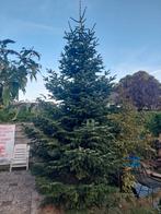 Zilverspar boom 4 a 5 meter, Tuin en Terras, Planten | Bomen, Bloeit niet, Overige soorten, 250 tot 400 cm, Ophalen