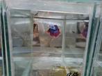 Betta splendens super delta kempvis man, Vis, Zoetwatervis