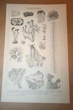 Antieke prent - Korstmossen - circa 1885 !!, Ophalen of Verzenden, Voor 1940, Gebruikt