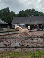 Haflinger merrieveulen, Dieren en Toebehoren, Pony's, Merrie, 0 tot 2 jaar, A pony (tot 1.17m), Gechipt