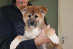 3 AKITA INU PUPS // MOGEN NU WEG!, Dieren en Toebehoren, Rabiës (hondsdolheid), Overige rassen, 8 tot 15 weken, Meerdere