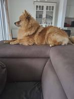 Lieve keeshond zoekt goudenmand, Dieren en Toebehoren, Honden | Niet-rashonden, België, Particulier, Rabiës (hondsdolheid), 15 weken tot 1 jaar
