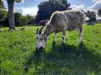 Super lieve melkgeit zoekt nieuwe wei, Dieren en Toebehoren, Schapen, Geiten en Varkens, Vrouwelijk, Geit