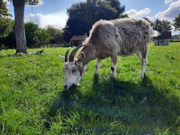 Super lieve melkgeit zoekt nieuwe wei, Dieren en Toebehoren, Schapen, Geiten en Varkens, Geit, Vrouwelijk