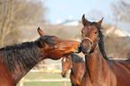Verzorgpony/paard gezocht, Dieren en Toebehoren, Ophalen of Verzenden, Nieuw
