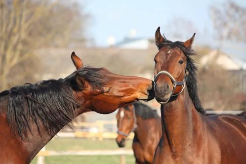Verzorgpony/paard gezocht, Dieren en Toebehoren, Paarden en Pony's | Verzorgingsproducten, Nieuw, Ophalen of Verzenden