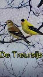 Gezocht Treursijs popje foto bovenste, Dieren en Toebehoren, Vrouwelijk, Wildzangvogel, Geringd