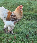 Brahma haan goud wit gezoomd, Dieren en Toebehoren, Pluimvee, Mannelijk, Kip