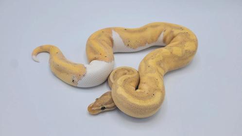 0.2 Coral Glow YB Pied het Clown          ball python regius, Dieren en Toebehoren, Reptielen en Amfibieën, Slang